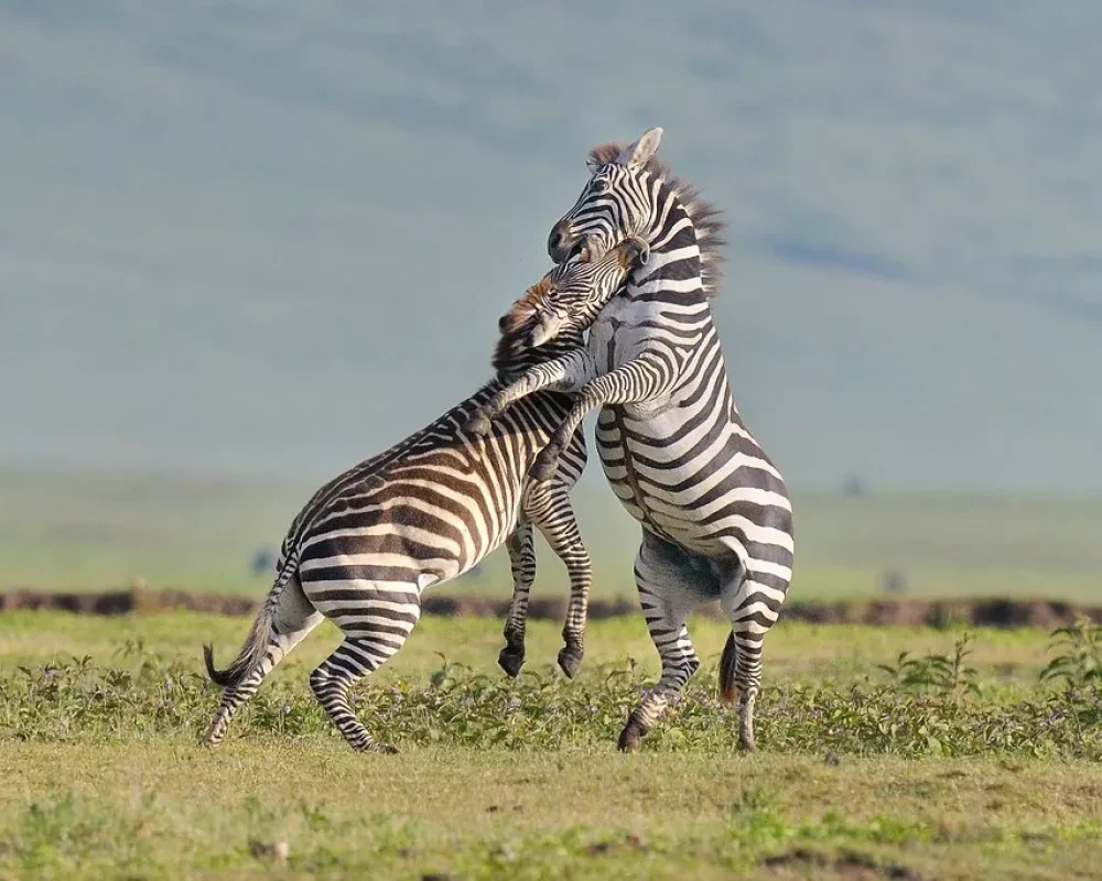 3 Days Tarangire, Lake Manyara and Ngorongoro