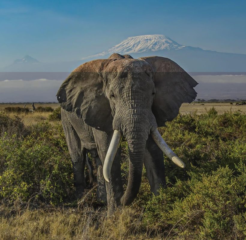 Kilimanjaro-National-Park-Tanzania-Safari-Destination-4