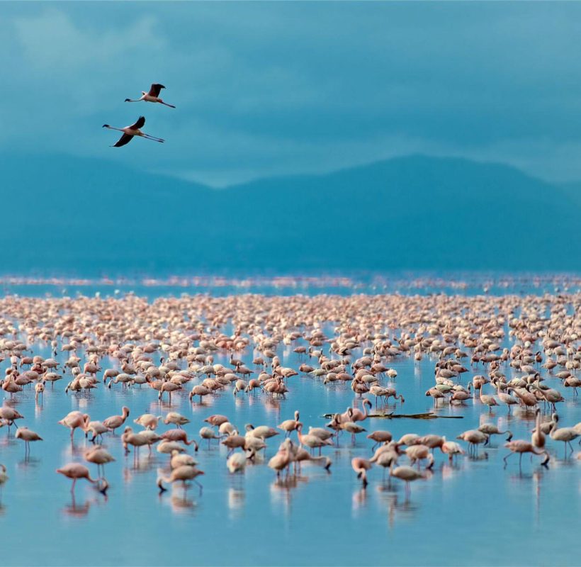 Lake-Manyara-National-Park-Tanzania-Safari-5