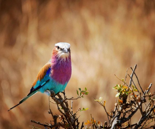 Mikumi-National-Park-Tanzania-Safari-2