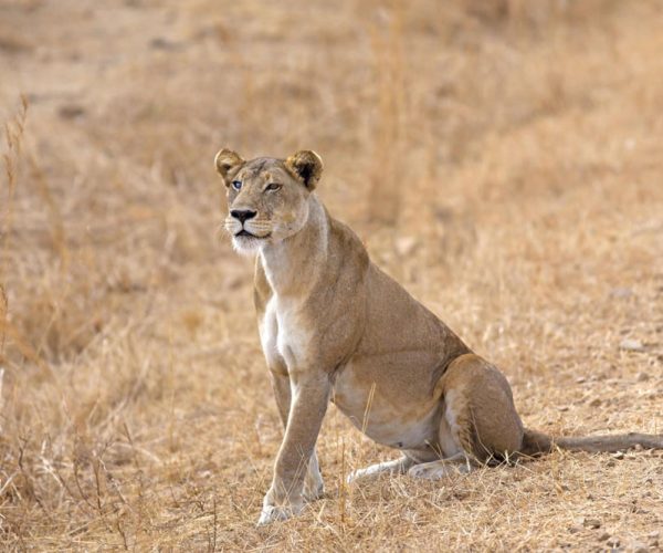 Mikumi-National-Park-Tanzania-Safari-6