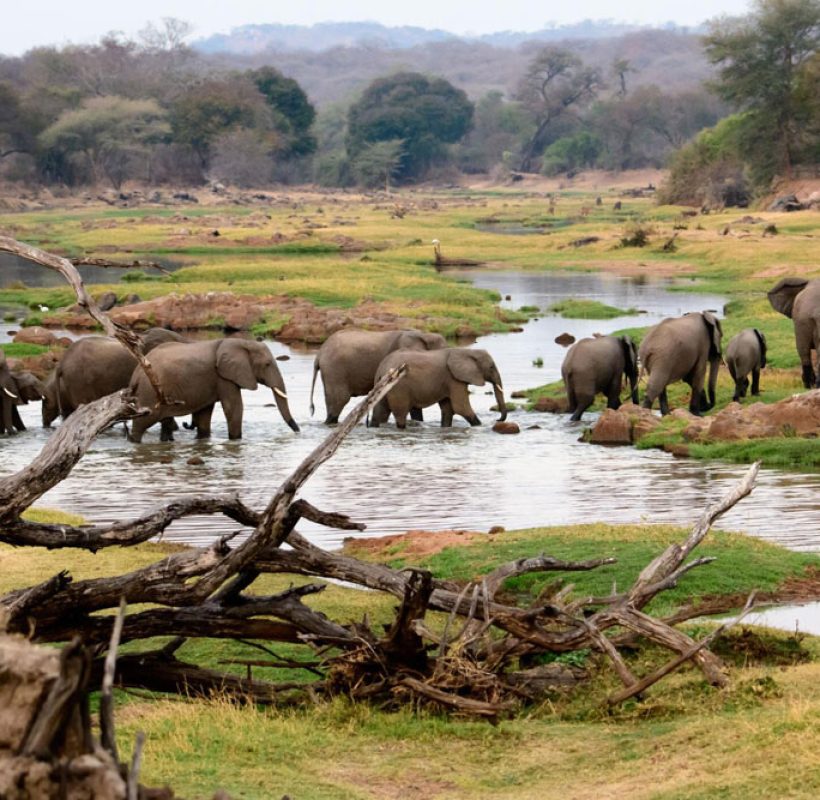 Ruaha-National-Park-Tanzania-safari-1