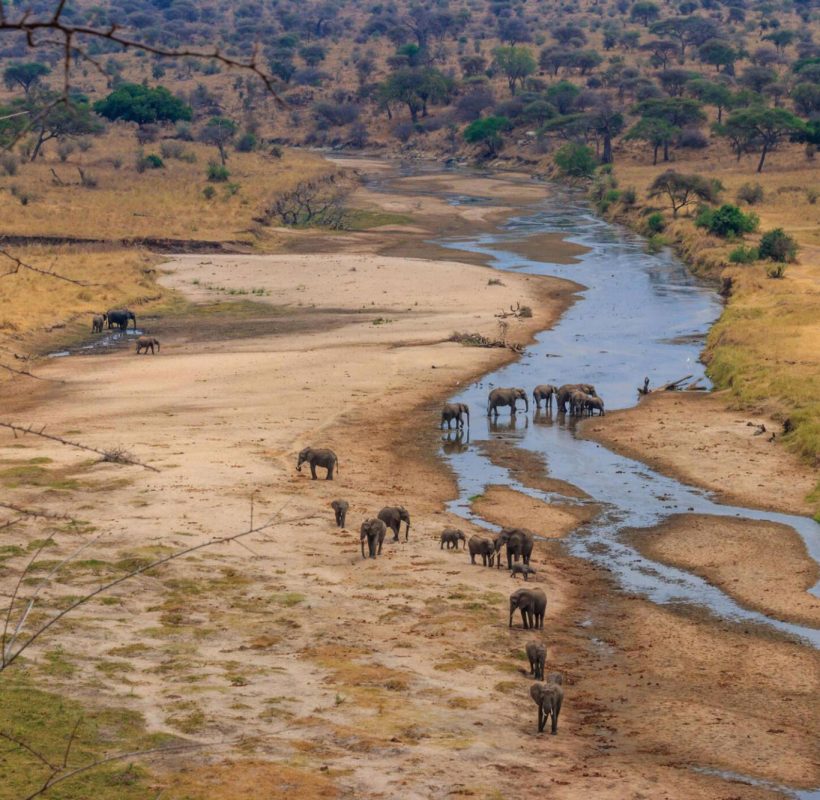 Tarangire-National-Park-on-Tanzania-safari-3