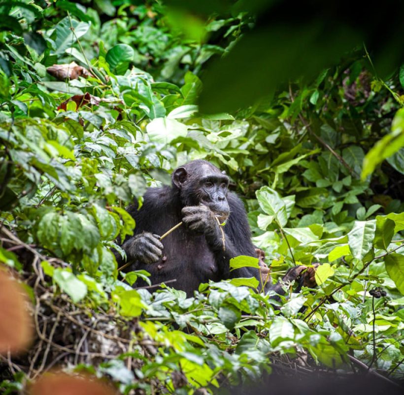 gombe-stream-national-park-tanzania-safari-2