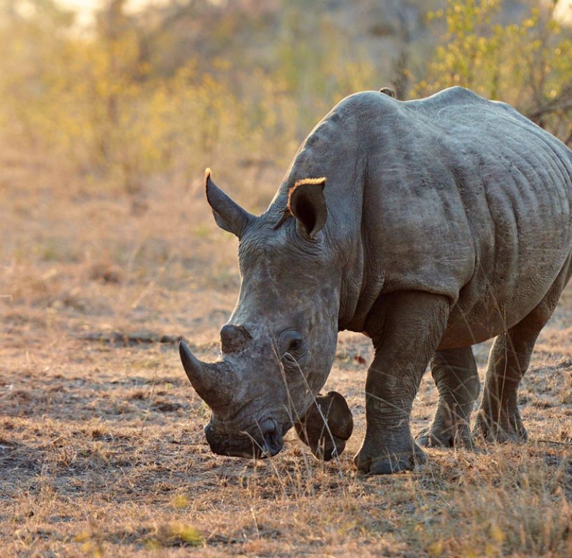 rhino-Tanzania-safari